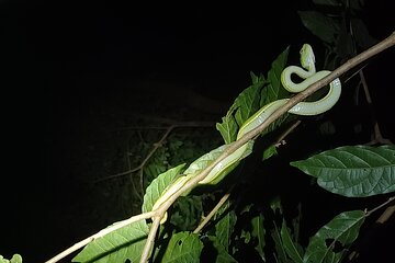 Naturegocr Monteverde 
