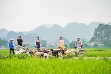 Discover Ninh Binh with a group of 11: Cycling, Lunch & Boat Tour