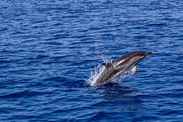 Dolphin Watching Sunset Cruise with Dinner 