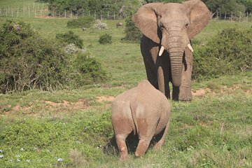 Addo Private Game Reserve Safari (Schotia)