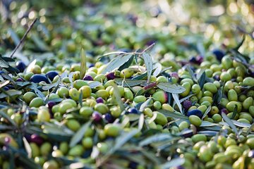 Private Wine and Olive Oil Tasting Tour with Lunch in Archanes
