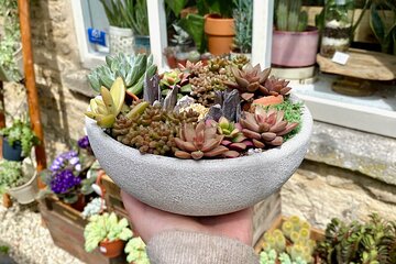 Succulent Bowl Planting Activity in Cirencester