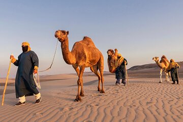 Camel Tour, Vitivinicola Winery with Buggies and Sandboarding