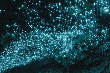 From Auckland: Waitomo Glowworm & Cave Explorer Small Group Tour 