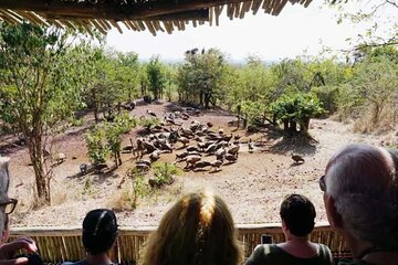 Vulture Safari Tour in Victoria Falls National Park Zimbabwe