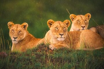 From New Delhi: Private Tour Tajmahal With Lion Safari Park