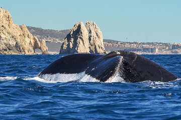 Private Humpback Whale Watching in Cabo San Lucas