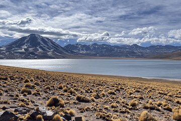 Altiplanic Lagoons & Piedras Rojas Tour from San Pedro de Atacama