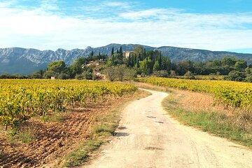 Private - Authentic Provence: winery, apéro pétanque & villages