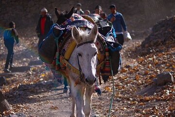 Ultimate Imlil Valley and Berber Village Day Trip with Camel Ride