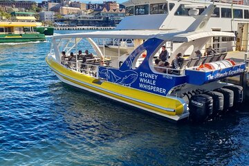 Whale Watching Sydney 