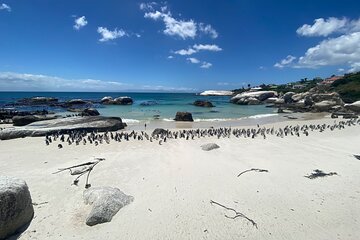 Cape Town: Table Mountain, Boulders Beach and Cape Point Tour