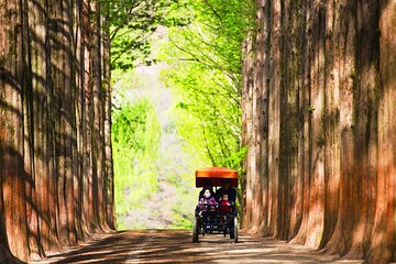 Nami Island and Rail Bike Day Trip from Seoul