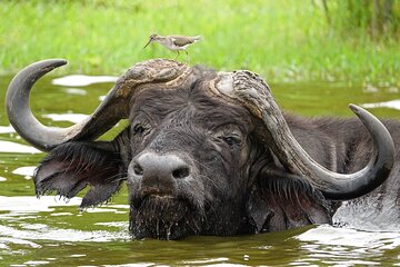 Private Safari to Kibale and Murchison Falls