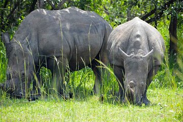 14 Days Uganda Safari Northern Circuit Tour