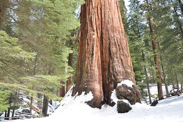 2 Days Private Tour to Sequoia and Kings Canyon Parks from LA