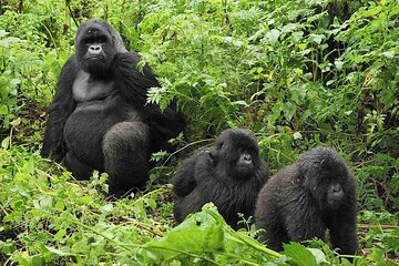 Private 4-Day Wildlife Tour and Gorilla Tracking in Uganda