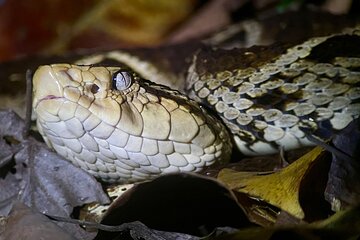 Manuel Antonio Herping Night Tour (Reptiles and Amphibians)