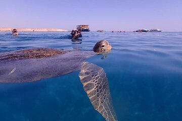 Marsa Mubarak Snorkeling with Turtles & Dugongs from Marsa Alam