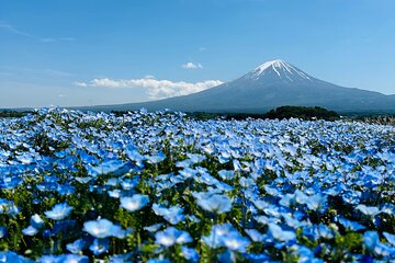 Mt. Fuji Private Tour by car with English Guide 