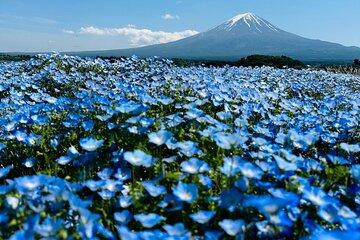 Mount Fuji Full Day Private Tour