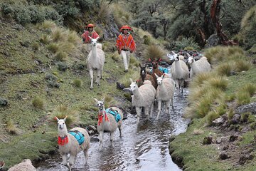 Cultural Multi Day Tour from Lares to Machu Pichu with Llamas