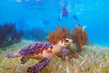 Coral Reef Snorkeling Expedition from Cancun with Beachside Lunch