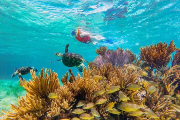 Coral Reef Snorkeling Expedition from Cancun with Beachside Lunch