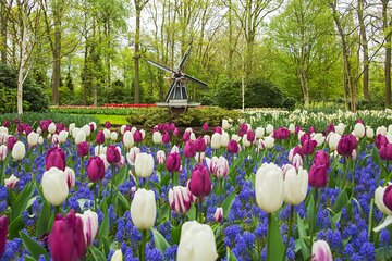 Private Tour Keukenhof and FlowerFarm Tour From Amsterdam