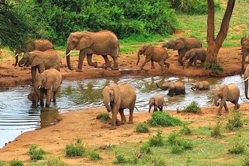 Safari expedition in the Mara