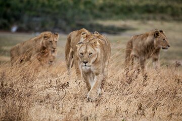 5-Day affordable Tanzania safari with extra activities