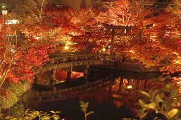 Kyoto Half Day Walking Tour with the Illumination in Autumn