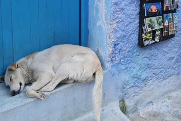 Enjoy Full Day Tour in the Bleu City Chefchaouen 