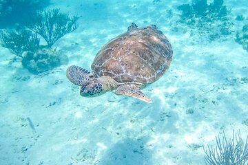 Private Half-day Luxury Experience with Turtles & Majestic Cenote