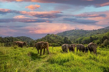 Mini Elephant Nature at Bukit Elephant Park 
