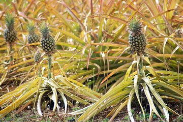 Private Tour Maui Pineapple Farm in Haliimaile