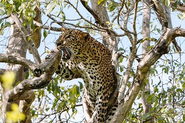 Evening Private Safari at Yala National Park by Yala La Safari Tours