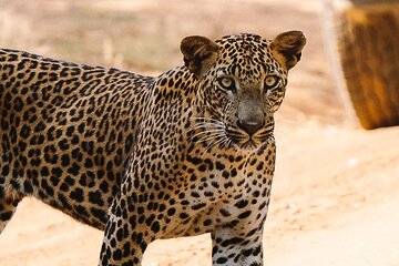 Full Day Private Safari at Yala National Park by Yala La Safari Tours