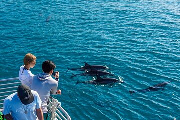 Dolphins, Turtle Snorkel, Waterslide Activities and Lunch in Oahu