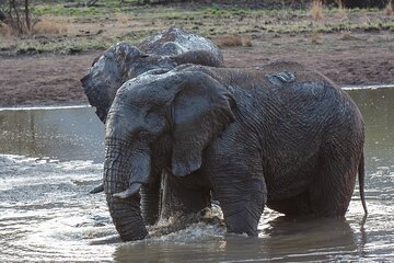 Pilanesberg National Park - Day Tours & Multiple Days