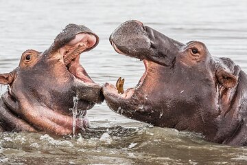 Half Day Hippo & Croc Safari Isimangaliso Tour from Durban