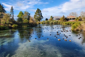 Private Tour Rotorua + Blue springs + WaiOtapu + Redwood forest