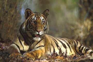 Ranthambore Day Trip from Jaipur with Tiger Safari