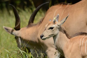 Guided 1 Day Arusha National Park Tour
