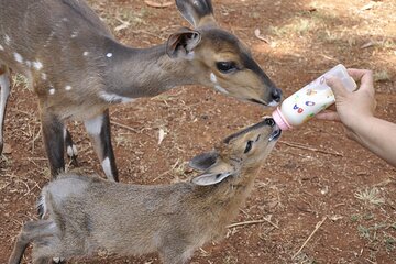 Animal Orphanage with Safari Walk and Bomas of Kenya Guided Tour