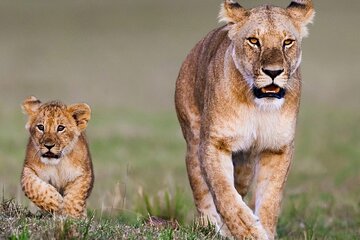 10 Days Kenya and Tanzania Budget Safari Tour