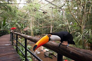 Guided Tour: Discover Parque das Aves VIP