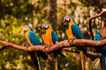 Explore Parque das Aves with a Guided Tour VIP