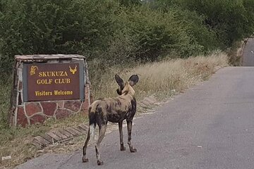 4 Day Golf and Safari Tour in the Kruger National Park