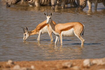 3 Day Etosha (Accommodated) Self Drive Tour